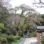 史跡報佛寺の枝垂れ桜