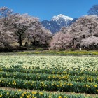 雪山を背景に神代桜