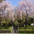 桜が見事　彦左衛門屋敷跡