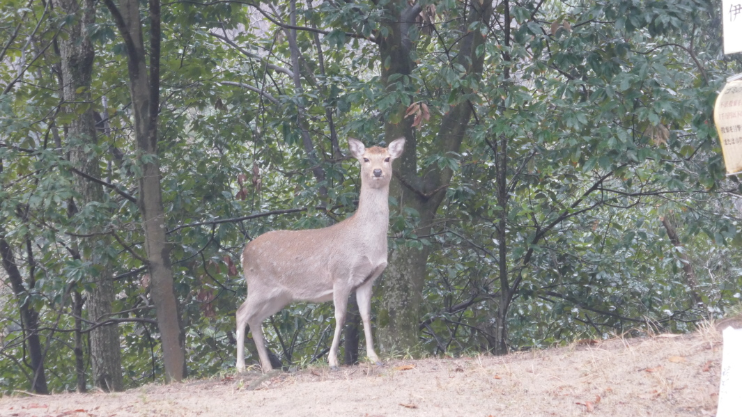 何しに来たって顔