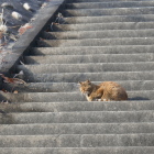 二の丸の猫