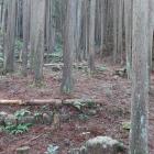山麓の曲輪群。石垣で区画される