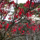 ⑤	二ノ丸の梅の花（紅）2024.01.24撮影