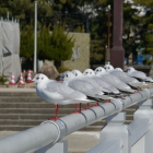 置物じゃないよ