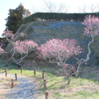 西の丸北側下米倉跡の梅園の紅梅
