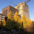 九段坂の土手