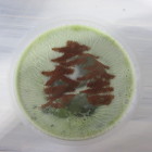 抹茶ラテ
