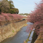 外堀逆川両岸の掛川桜並木