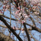 陣屋導入路に咲くエドコヒガンサクラの様な桜