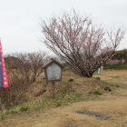 隅櫓跡と早咲きの桜