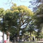 神社の楠