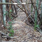 竹藪の中の土橋