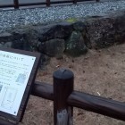 百間堀跡の石垣(巽櫓対岸)
