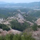 花矢倉展望台から桜色に染まる峰々を望む