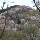 下千本の向かいの山も桜色に染まる