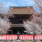 金峯山寺蔵王堂。四本桜が咲き誇る