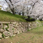 堤防沿いの石垣と桜
