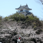 桜に浮ぶ天守を北東芝生広場より