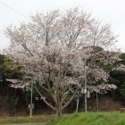 史跡大日の一本桜を西より