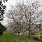 北の大土塁櫓台の桜