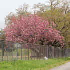 校庭西の八重桜と葉桜の染井吉野桜