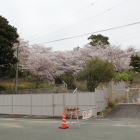 堀江城を西側から桜満開
