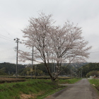 史跡大日の一本桜を南より