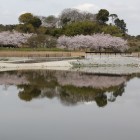 遊水池に写る逆さ久野城(4/7)