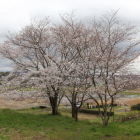 東の丸の三本桜