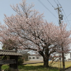 １００ｍ西の一本桜諏訪神社鳥居横