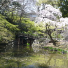 日本庭園の枝垂れ桜と擬宝珠橋