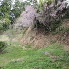 飯田城跡南側の切岸と桜