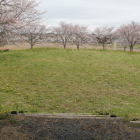 南の丸内部と周辺桜