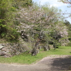 本丸東の丸Ⅰ側の桜