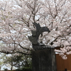 三の丸の鯱と桜
