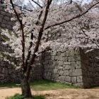 天守台と桜