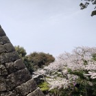 扇の勾配と桜