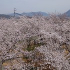 二の丸の桜満開、遠くに讃岐富士