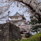 天守と桜