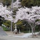 ③	井伊神社前の桜