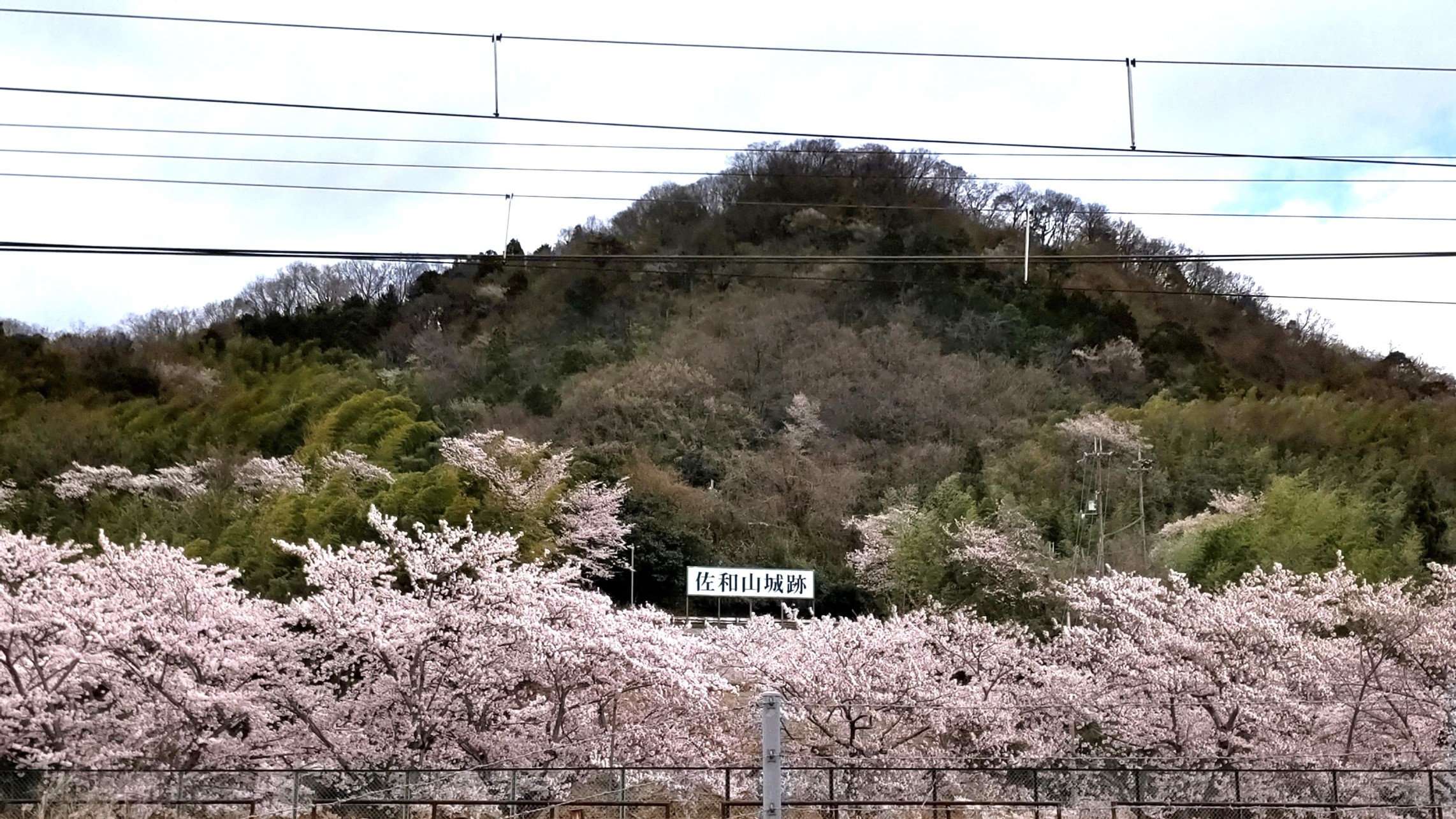 ①	桜雲に浮かぶ佐和山
