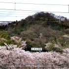 ①	桜雲に浮かぶ佐和山