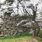 ④	黒田長政公時代の野面積の石垣が残る場所に咲く桜（多聞櫓周辺）