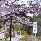 ②	清涼寺前の桜