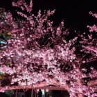 ⑤	本丸の夜桜ライトアップ