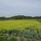 キャベツの花がキレイ