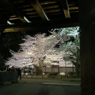 門桜