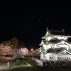 弘前城と桜