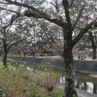 夙川公園の桜はまだまだ