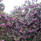 尾山神社の菊桜満開